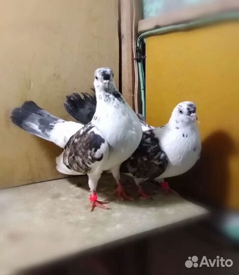Голуби различных пород с выбором и без