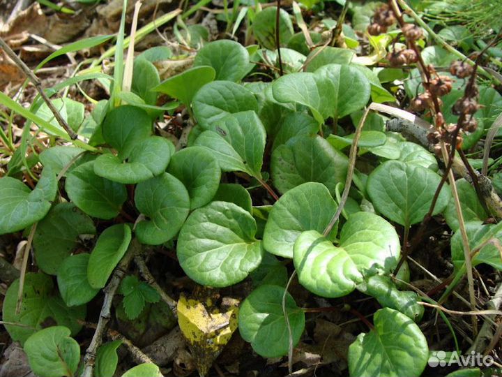 Грушанка Круглолистная 100г