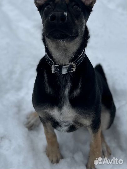 Ошейник для собак