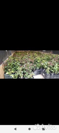 Кустовые розы саженцы