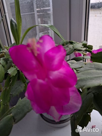 Комнатные цветы