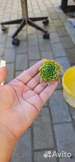 Молодило.Почвокровные растения