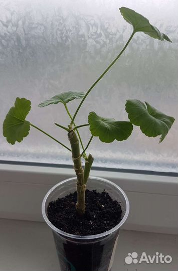 Пеларгония герань сортовая