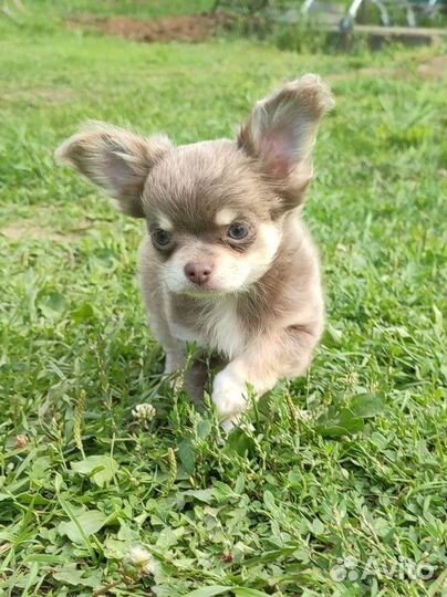 Чихуахуа щенки