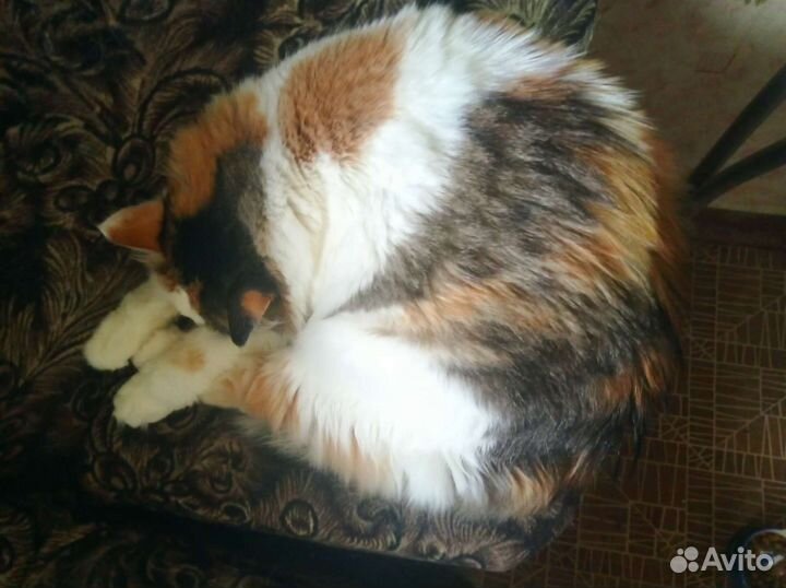 Кошка в добрые руки