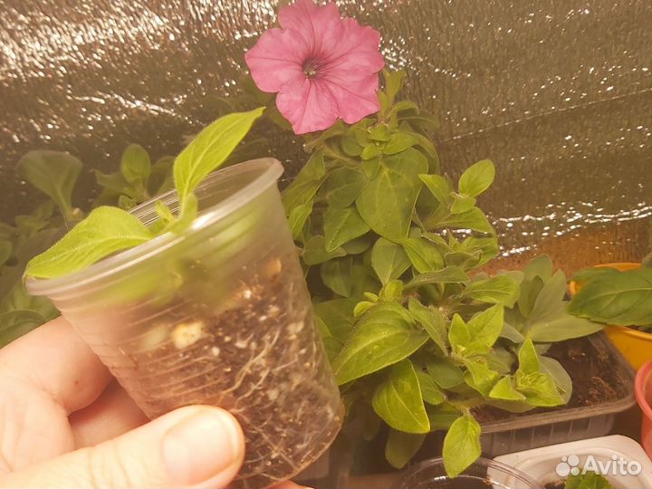 Вегетативные черенки петуньи Виста Бубульгум