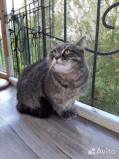 Кошечка молодая ищет дом