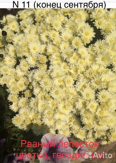 Хризантема мультифлора