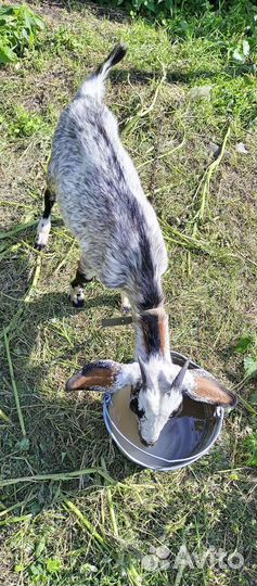 Нубийско-зааненские козы