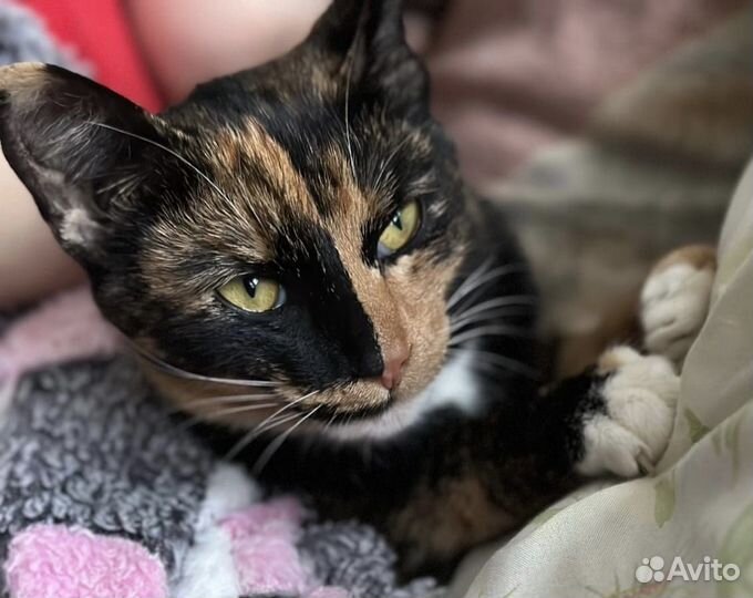 Кошечка Сима