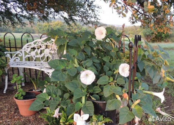 Семена дурмана(Datura)