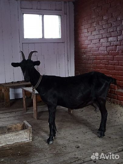 Продам коз зааненской и алпийской породы