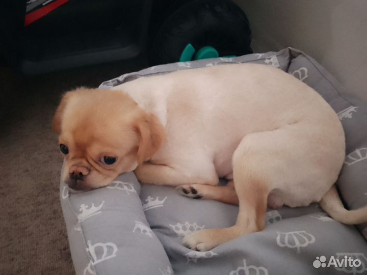 Кобель. Вязка