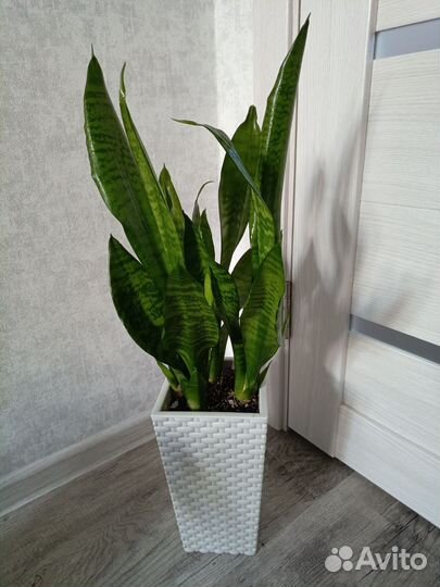 Сансевиерия