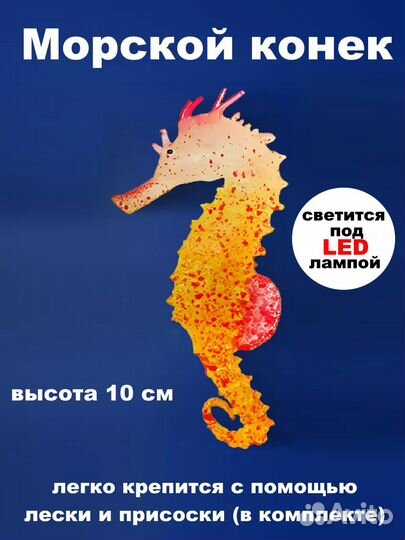 Морской конек для аквариума