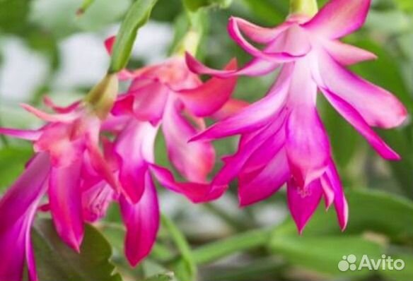 Цветок декабрист розовый