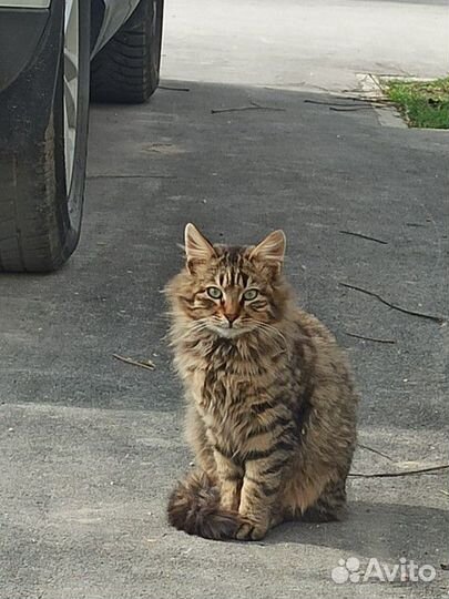 Кошка в дар