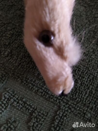 Горжет. Норка натуральная