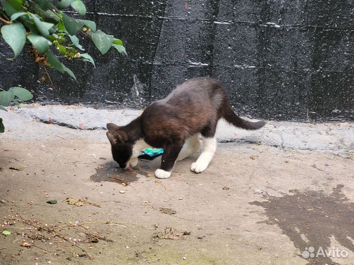 Котики нуждаются в помоши