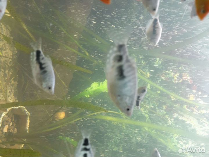 Аквариумные рыбки собственного разведения