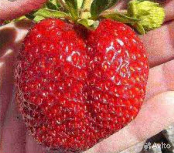Клубника сорт бравура