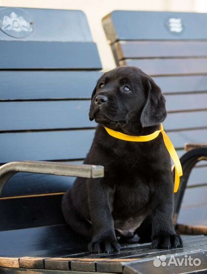 Щенки лабрадора из питомника