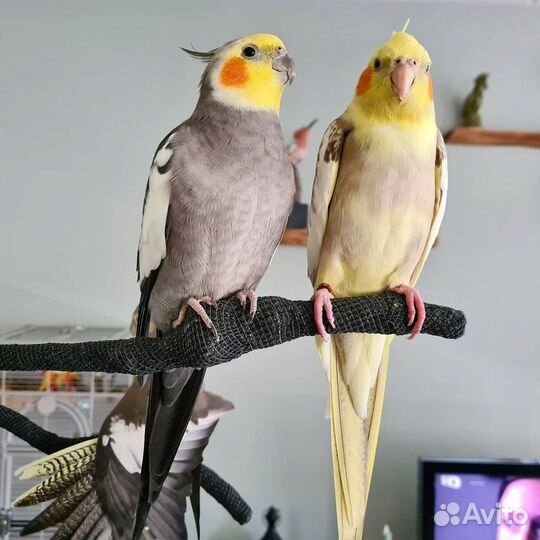 Попугаи оптом