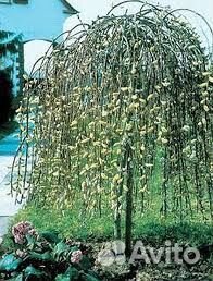 Саженцы - Верба плакучая на штамбе (Ива)