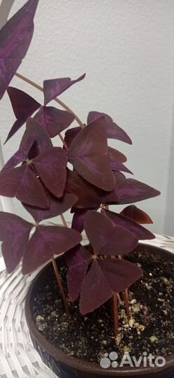 Кислица оксалис фиолетовая в горшке 0.75 л