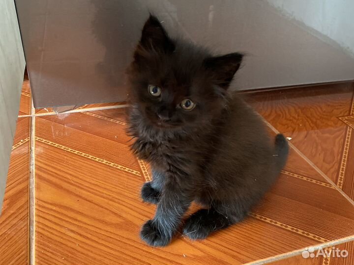 Кошка в дар бесплатно