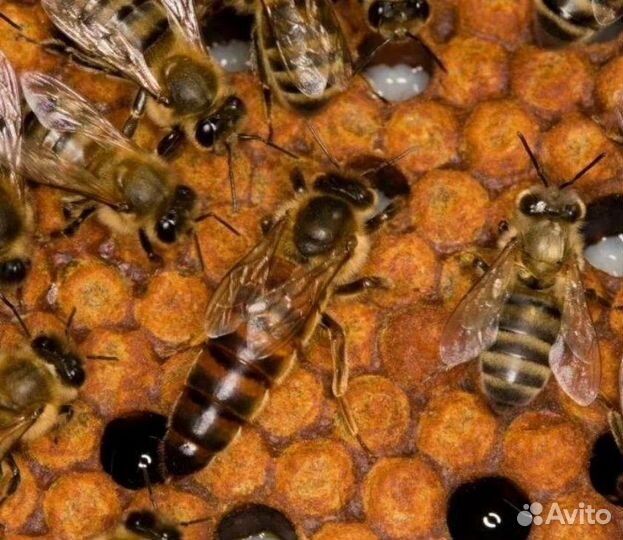 Пчеломатки Бакфаст, Карника, Карпатка F1 2023