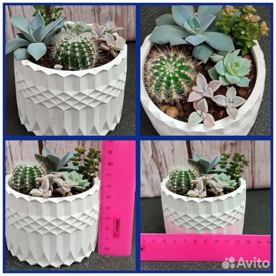 Суккуленты