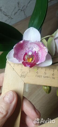 Орхидея Phal. Miki Ice Cube. Бабочка