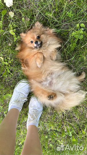 Немецкий шпиц