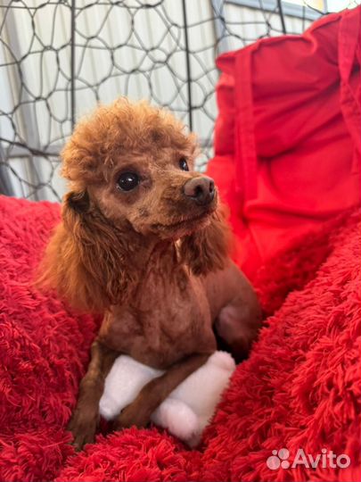 Той-пудель вязка