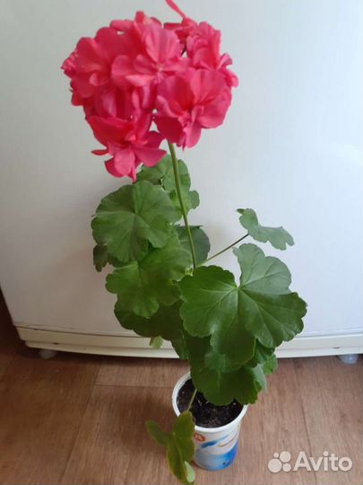 Пеларгония герань сортовая