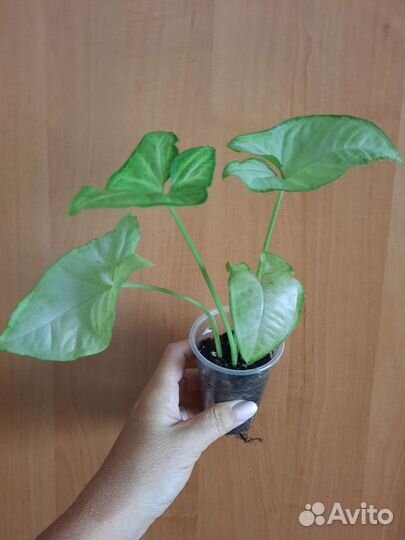 Сингониумы