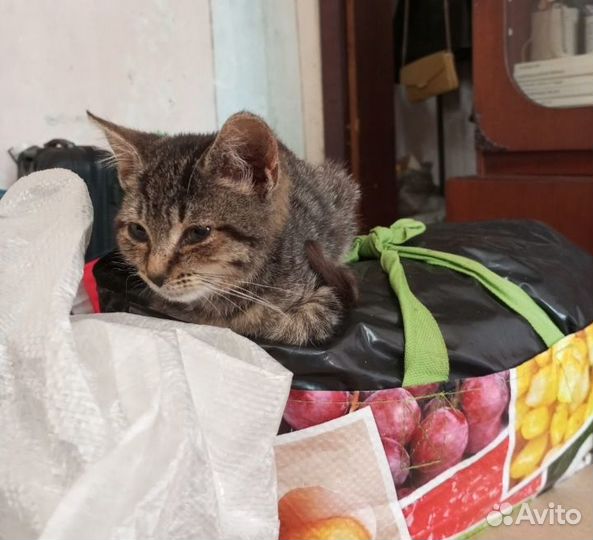 Отдам котёнка