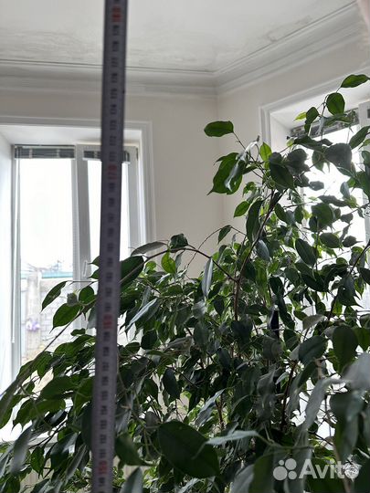 Фикус бенджамина большой