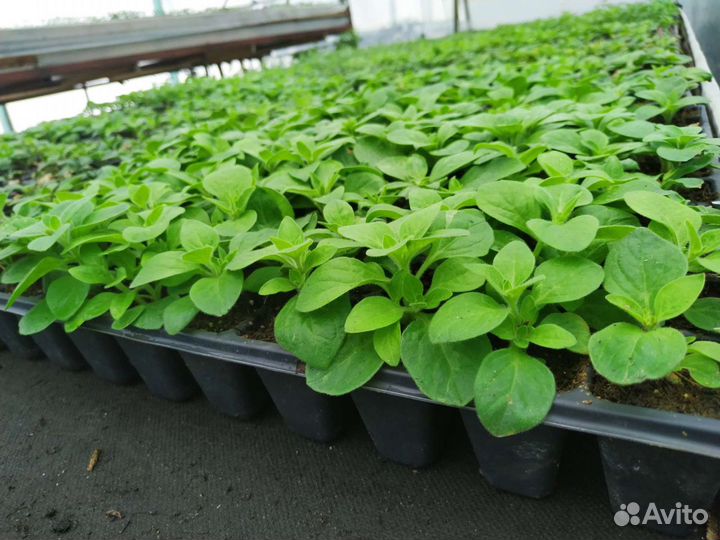 Черенок ампельной петунии вегетативная рассада опт