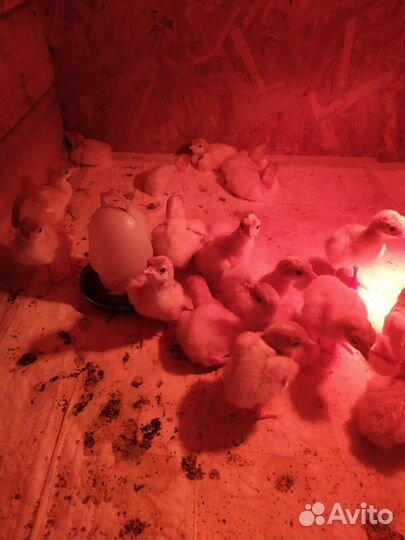 Перепела,бройлер,цесарка,фазан,яйцо