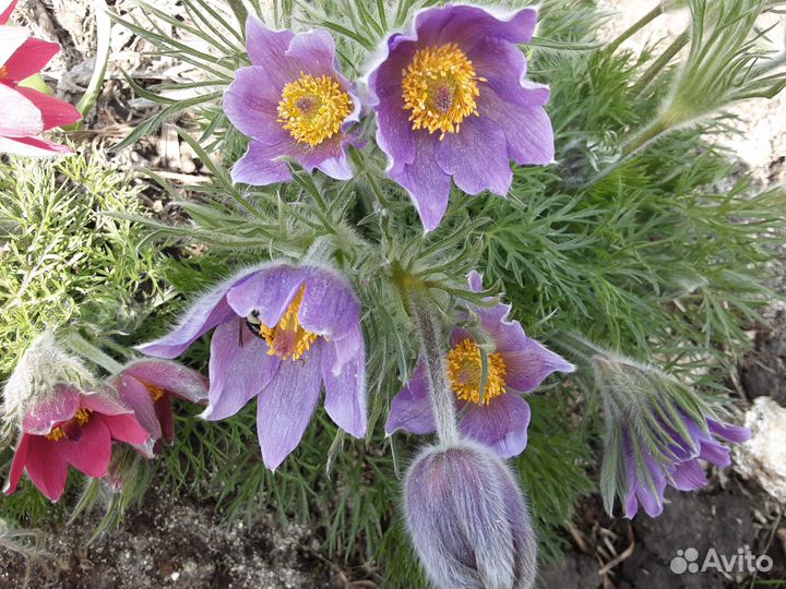 Семена прострела (подснежник, сон-трава)