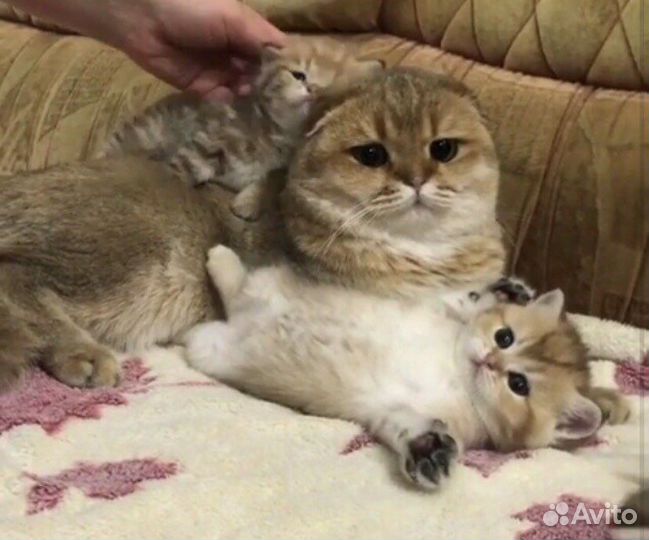 Шотландские пончики