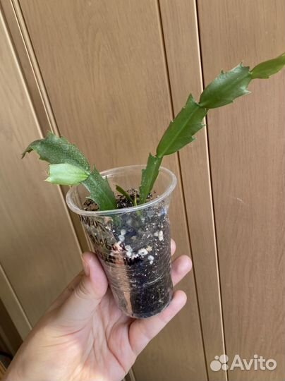 Декабрист шлюмбергера пасхальник взрослый отводки