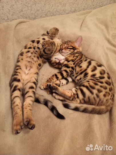 Бенгальский котенок