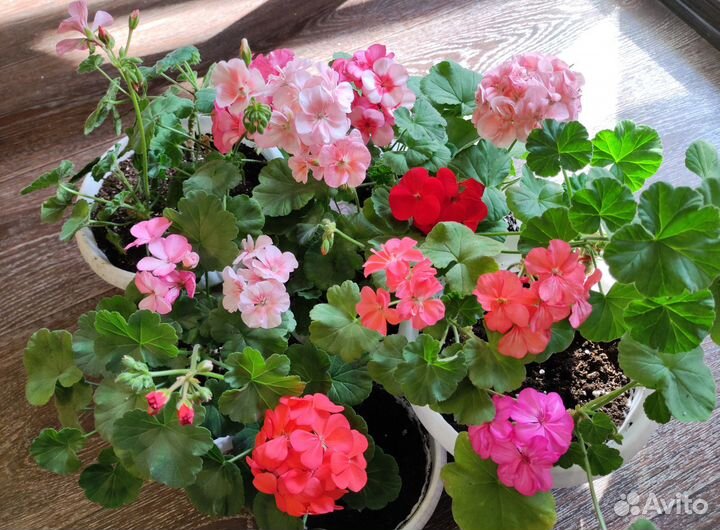 Пеларгония зональная. Разные оттенки в одном кашпо