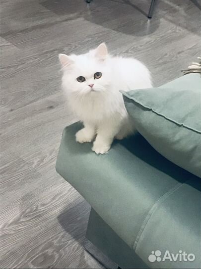 Передержка кошек. Экспресс-линька