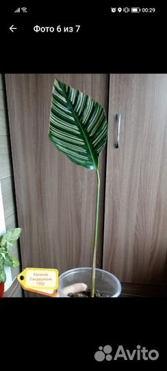 Домашние растения