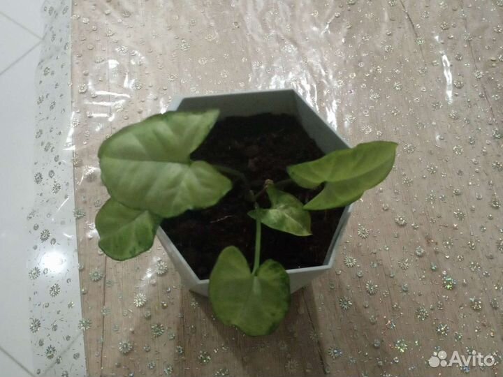 Сингониум.Традесканция