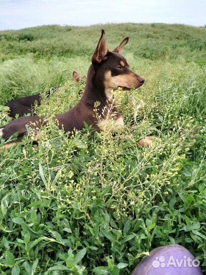 Собаки пастухи Келпи рабочие